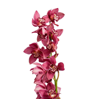 Orchid - Cymbidium Large