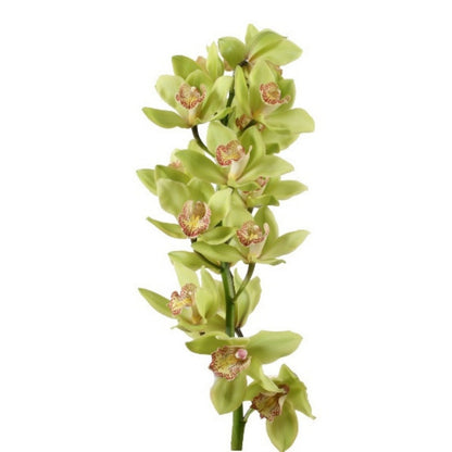 Orchid - Cymbidium Mini