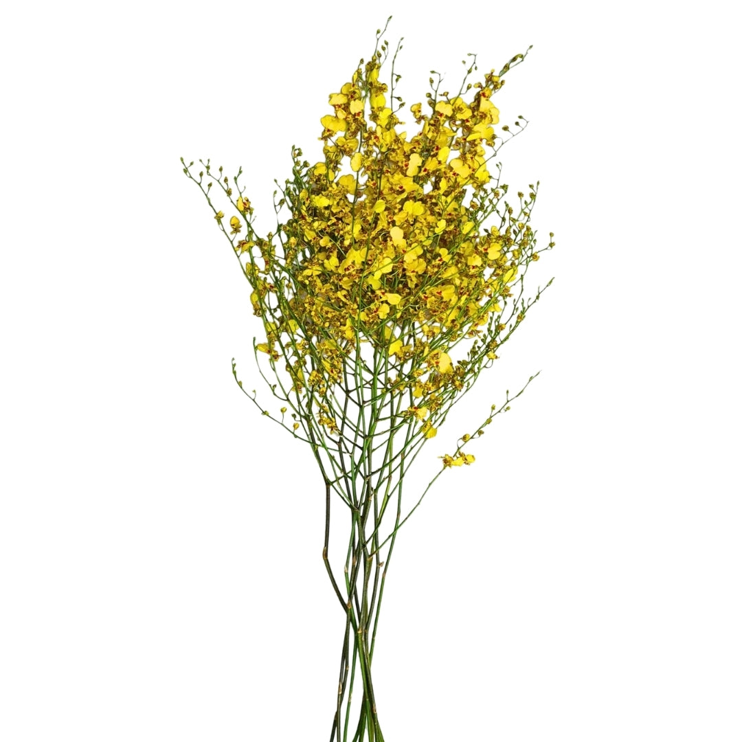 Orchid - Dancing Lady Oncidium