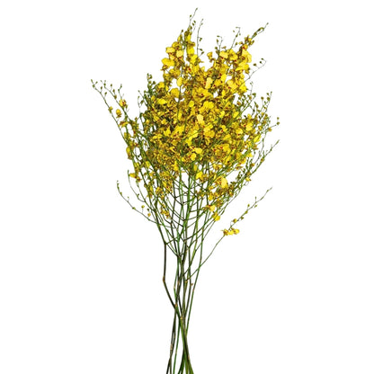Orchid - Dancing Lady Oncidium
