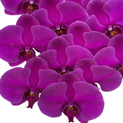 Orchid - Phalaenopsis Big Chilli
