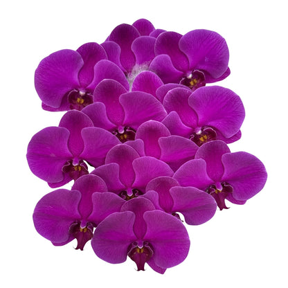 Orchid - Phalaenopsis Big Chilli