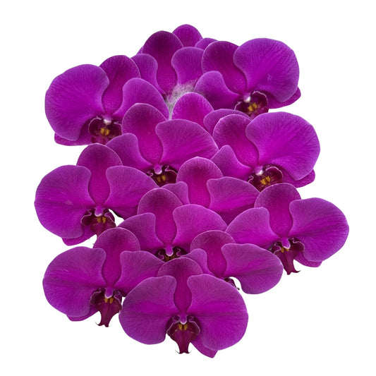 Orchid - Phalaenopsis Big Chilli