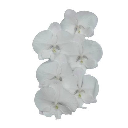 Orchid - Phalaenopsis Big Lip Crystal White