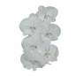Orchid - Phalaenopsis Big Lip Crystal White