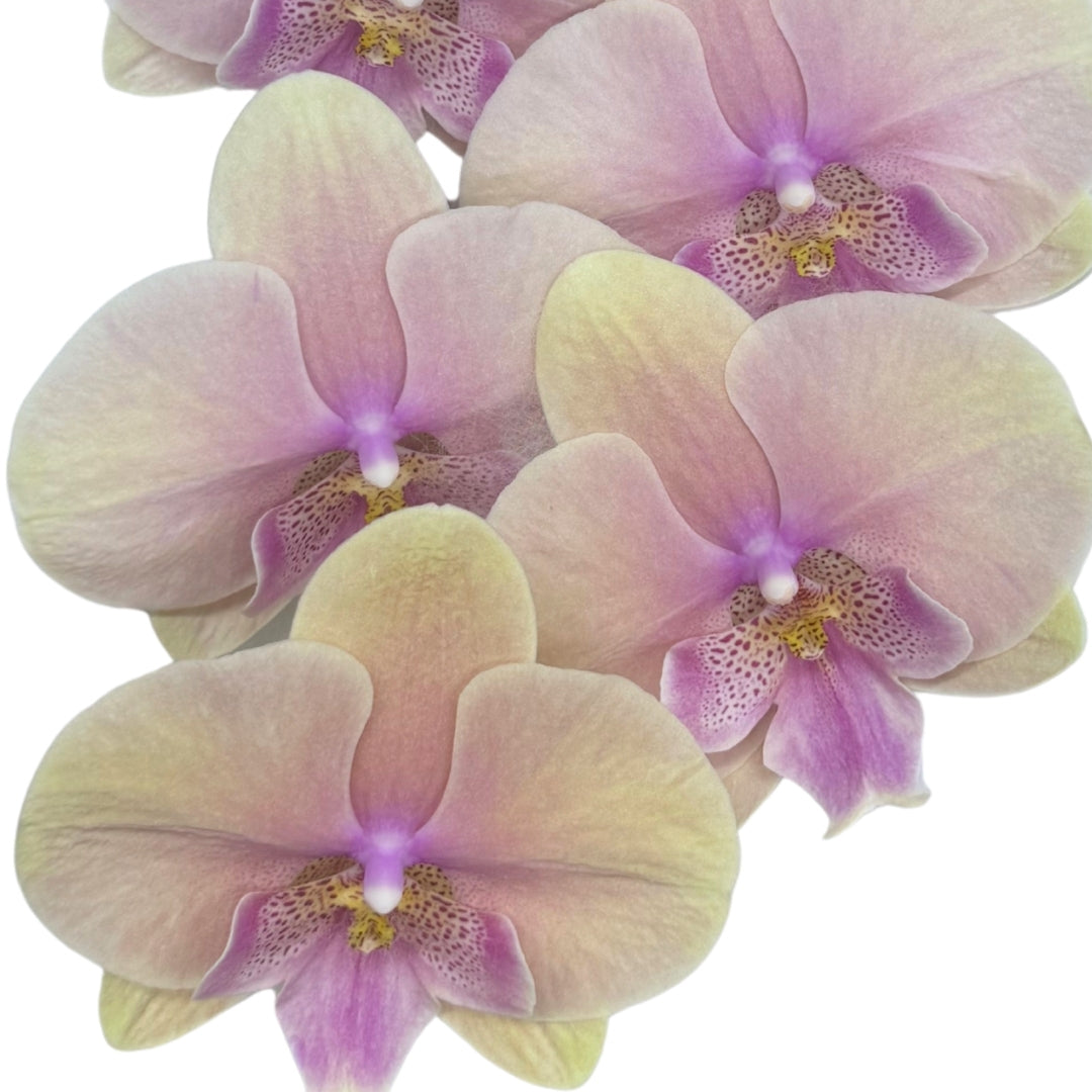 Orchid - Phalaenopsis Big Lip Light Orange