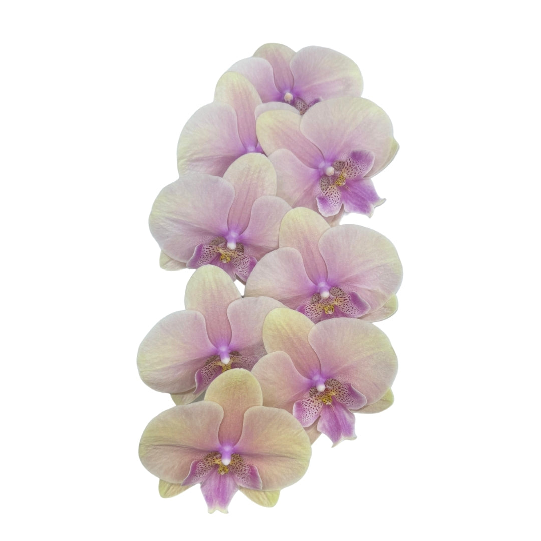 Orchid - Phalaenopsis Big Lip Light Orange