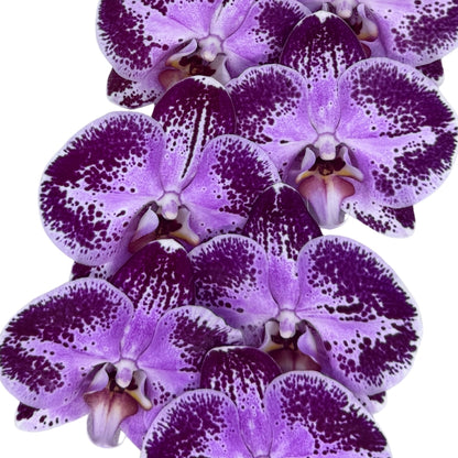Orchid - Phalaenopsis Black Happy Dance