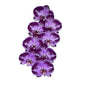 Orchid - Phalaenopsis Black Happy Dance