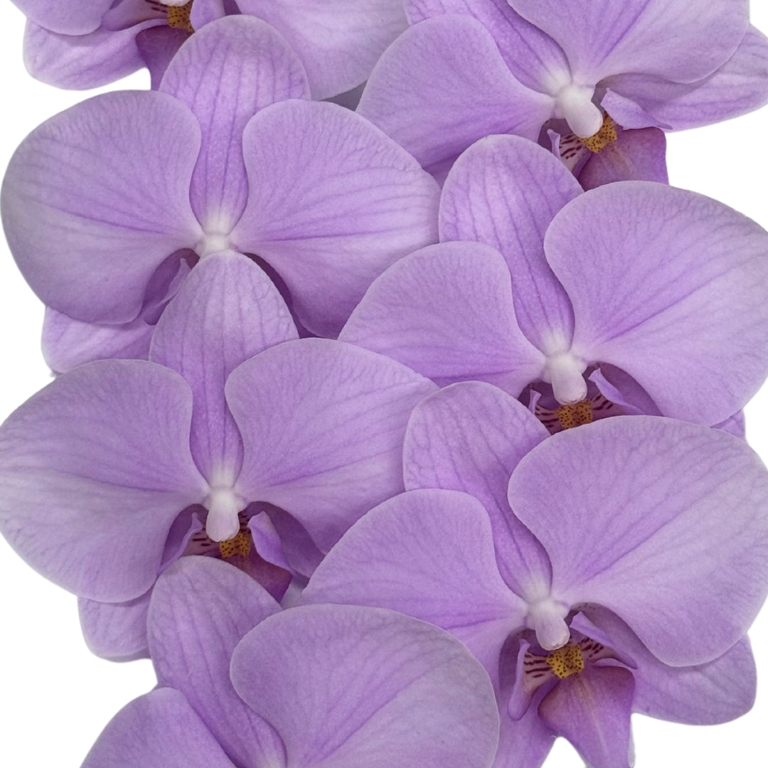Orchid - Phalaenopsis DY1474