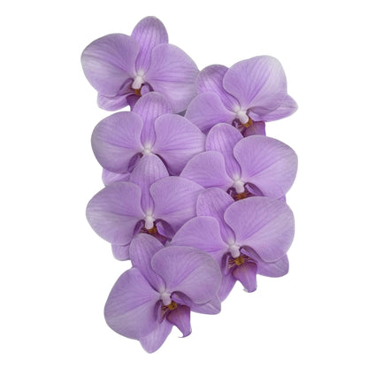 Orchid - Phalaenopsis DY1474