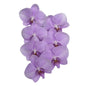 Orchid - Phalaenopsis DY1474