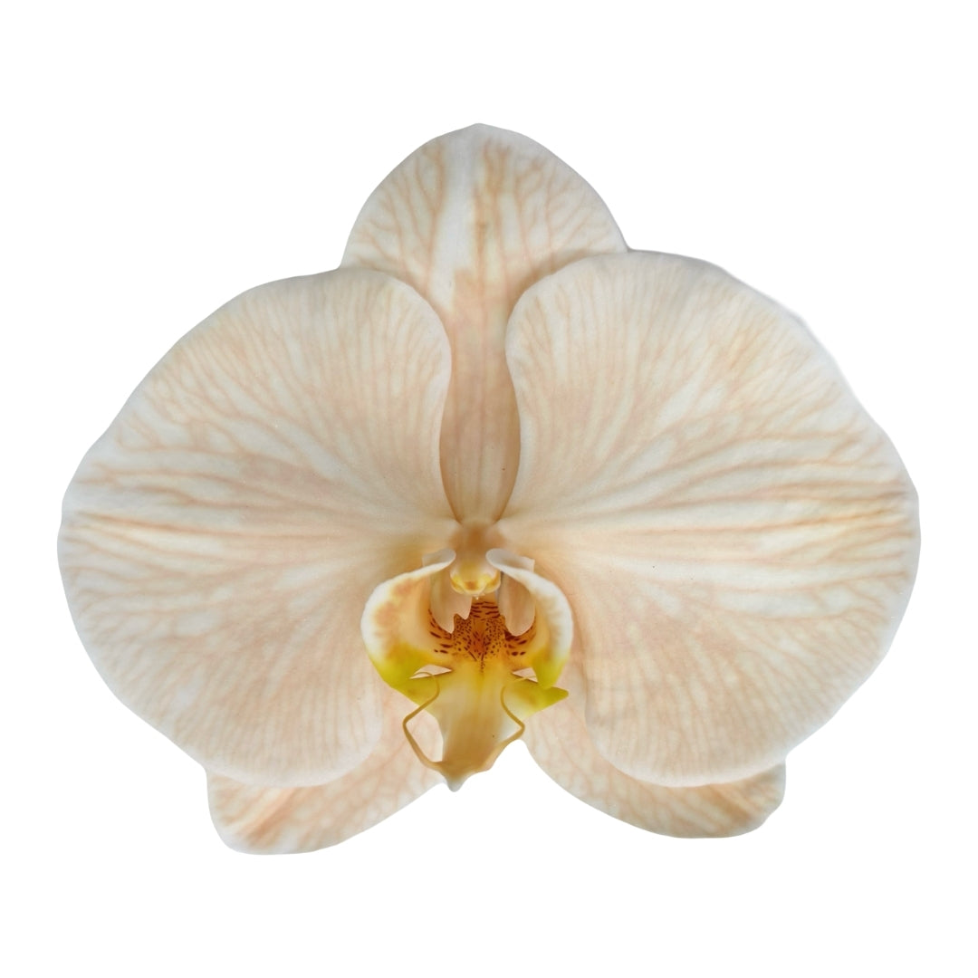 Orchid - Phalaenopsis Dyed Apricot