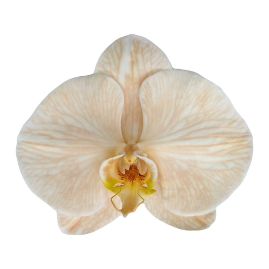 Orchid - Phalaenopsis Dyed Apricot