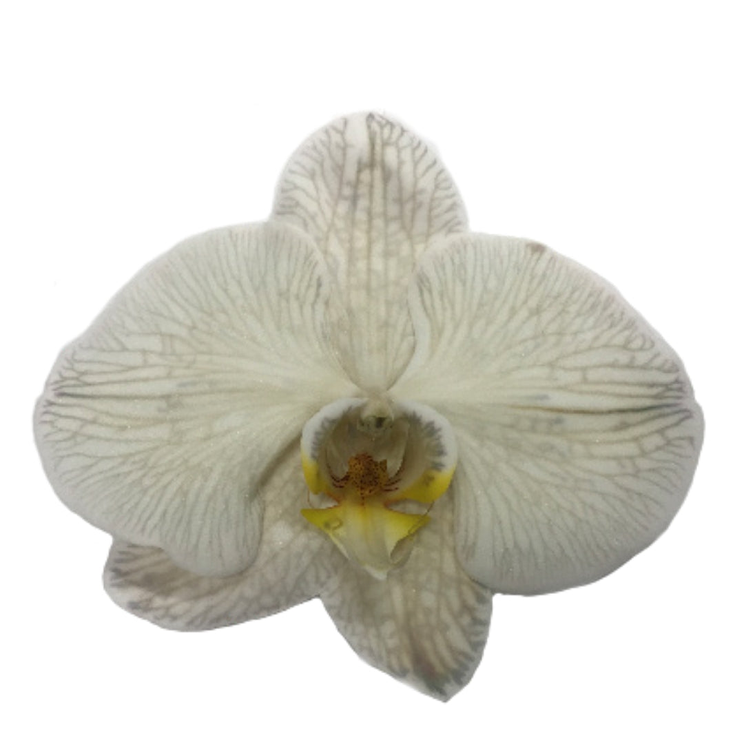 Orchid - Phalaenopsis Dyed Ash Grey (MSG-1)