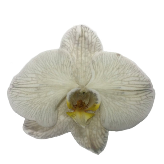 Orchid - Phalaenopsis Dyed Ash Grey (MSG-1)