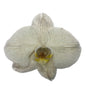 Orchid - Phalaenopsis Dyed Ash Grey (MSG-1)