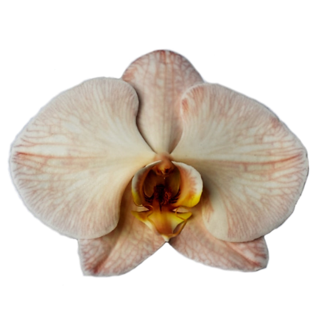 Orchid - Phalaenopsis Dyed Blush Peach (MSD-1)