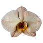 Orchid - Phalaenopsis Dyed Blush Peach (MSD-1)