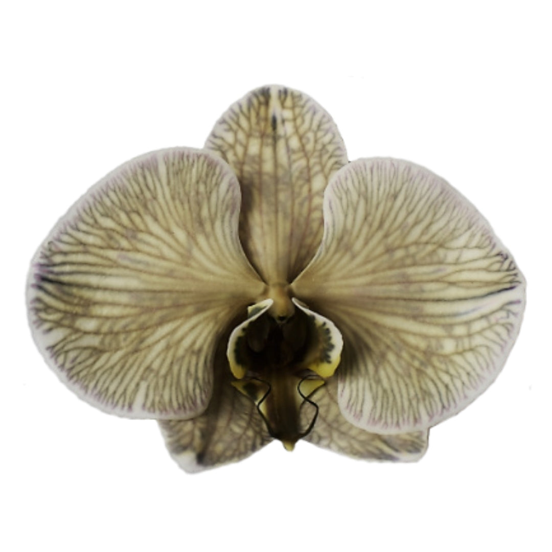 Orchid - Phalaenopsis Dyed Bronze (MSG-3)