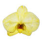 Orchid - Phalaenopsis Dyed Champagne Yellow (MSF-1)