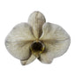 Orchid - Phalaenopsis Dyed Charcoal (MSG-2)