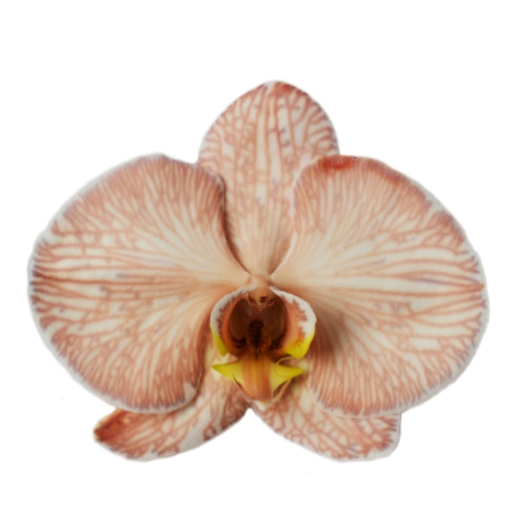 Orchid - Phalaenopsis Dyed Latte (MSD-2)