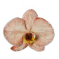 Orchid - Phalaenopsis Dyed Latte (MSD-2)