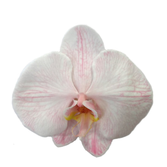 Orchid - Phalaenopsis Dyed Mimi Pink (MSH-1)