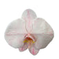 Orchid - Phalaenopsis Dyed Mimi Pink (MSH-1)