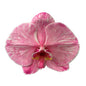 Orchid - Phalaenopsis Dyed Old Rose (MSL-1)