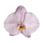 Orchid - Phalaenopsis Dyed Pale Lilac (MSN-1)