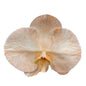 Orchid - Phalaenopsis Dyed Pumpkin