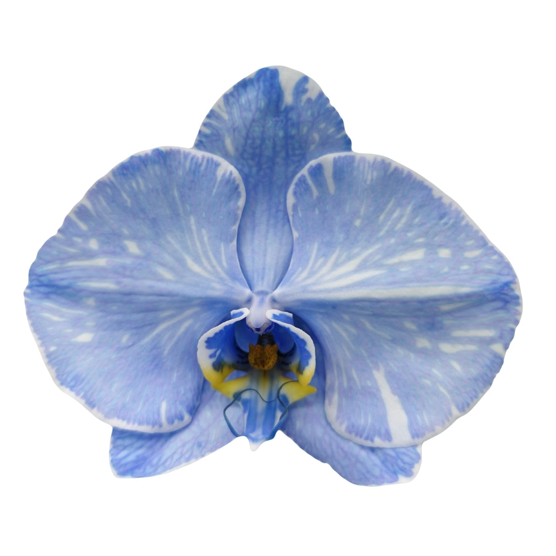 Orchid - Phalaenopsis Dyed Sapphire Blue (MSE-3)