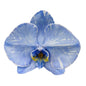 Orchid - Phalaenopsis Dyed Sapphire Blue (MSE-3)