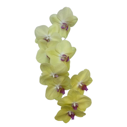Orchid - Phalaenopsis Fullers Sunset
