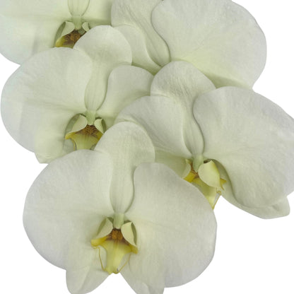 Orchid - Phalaenopsis Green