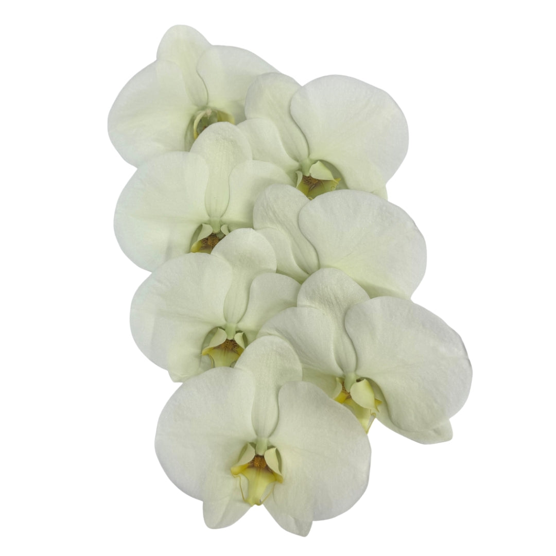 Orchid - Phalaenopsis Green