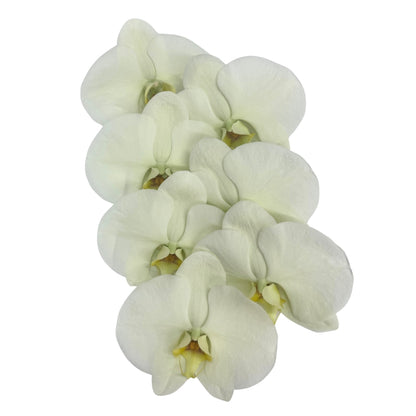 Orchid - Phalaenopsis Green