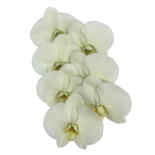Orchid - Phalaenopsis Green