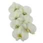 Orchid - Phalaenopsis Green
