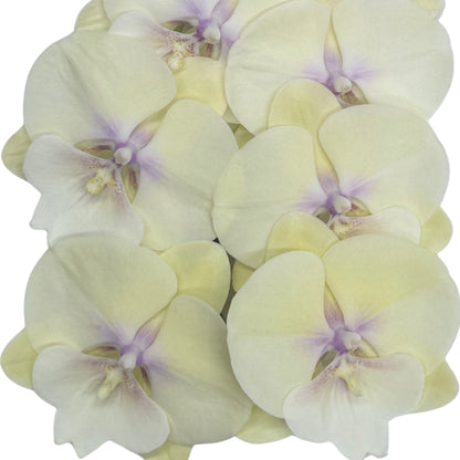 Orchid - Phalaenopsis L021