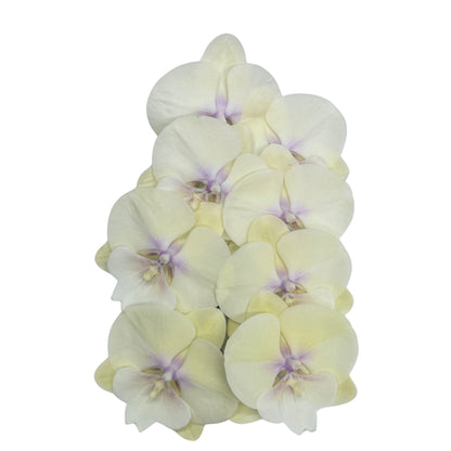 Orchid - Phalaenopsis L021