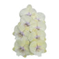 Orchid - Phalaenopsis L021