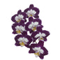Orchid - Phalaenopsis L065