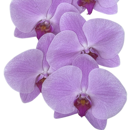 Orchid - Phalaenopsis Light Pink CL423