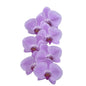 Orchid - Phalaenopsis Light Pink CL423