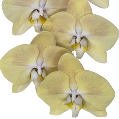 Orchid - Phalaenopsis Light Yellow