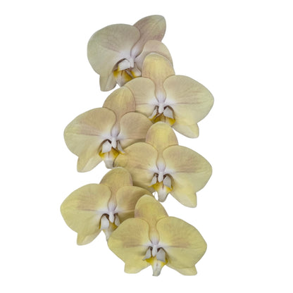 Orchid - Phalaenopsis Light Yellow
