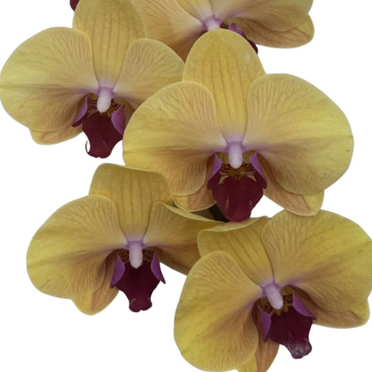Orchid - Phalaenopsis Medium Orange